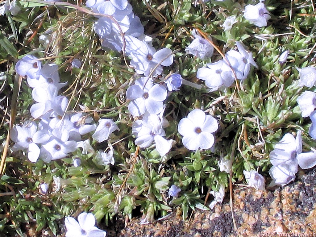 Polemoniaceae Phlox sibirica pulvinata