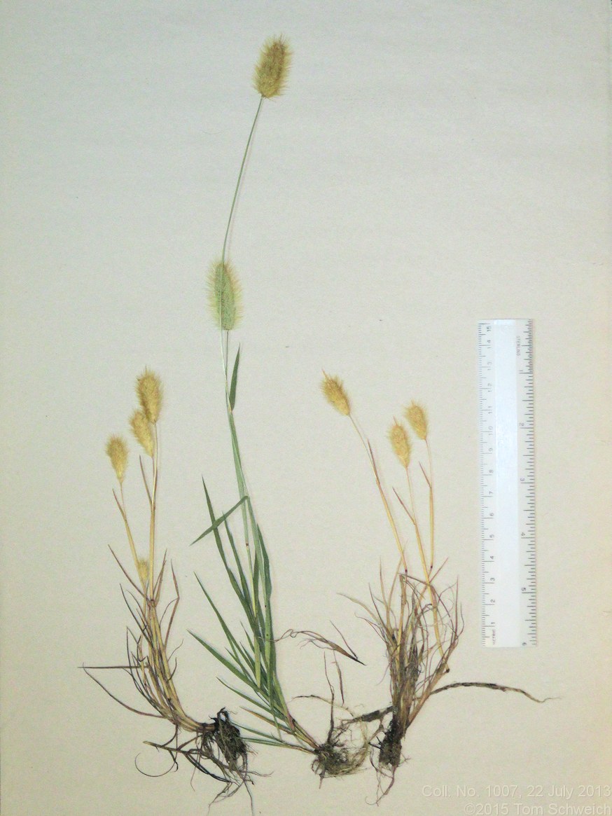 Poaceae, Polypogon monspeliensis