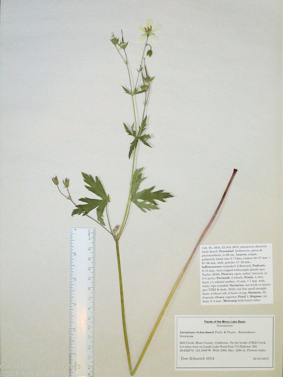 Geraniaceae Geranium richardsonii
