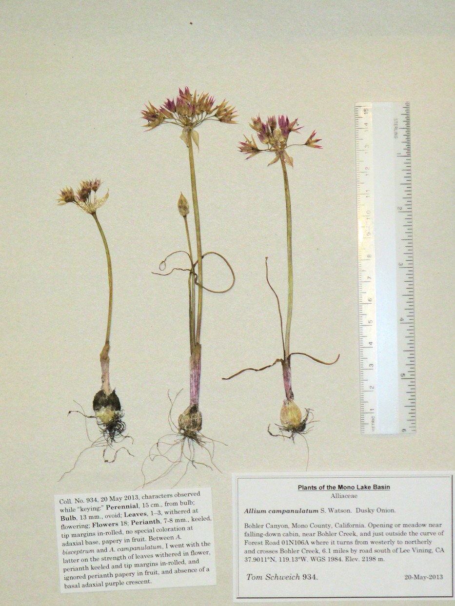 Alliaceae Allium campanulatum
