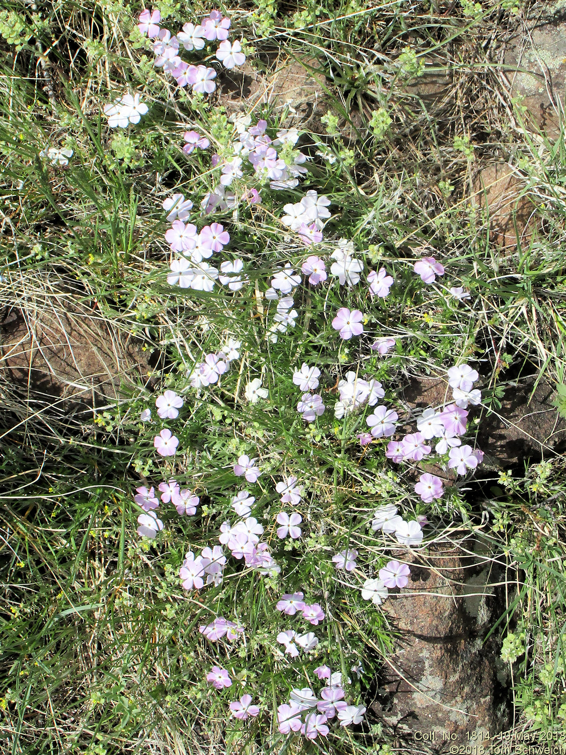 Polemoniaceae Phlox multiflora