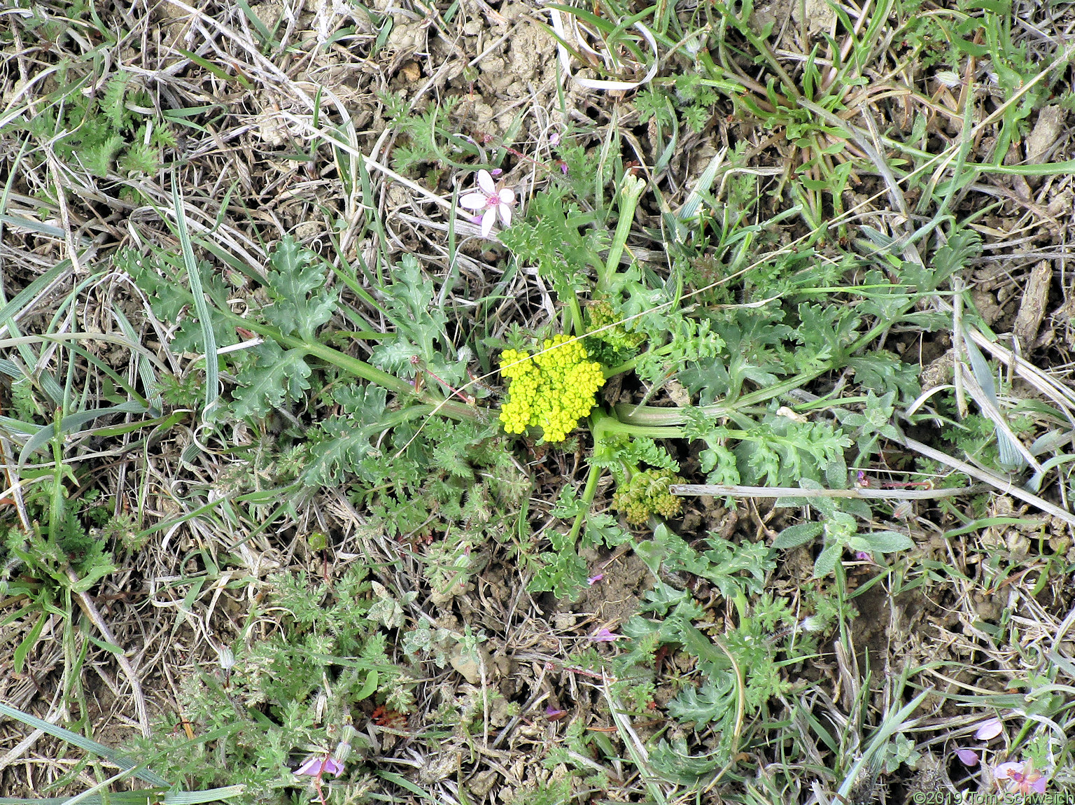 Apiaceae