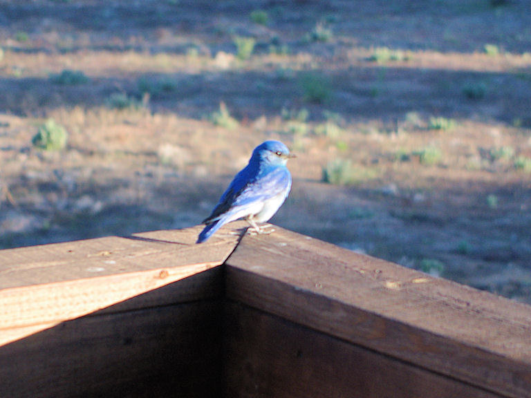 California, Mono County, Sagehen Meadow, Mountain Bluebird