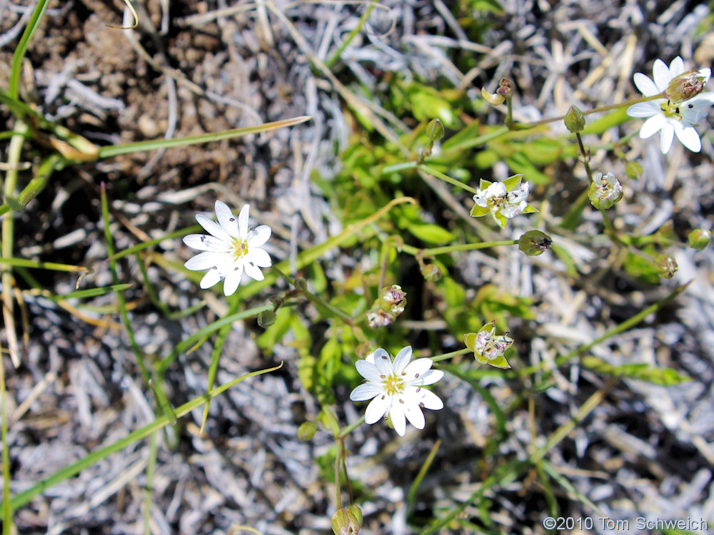 Caryophyllaceae Stellaria longipes