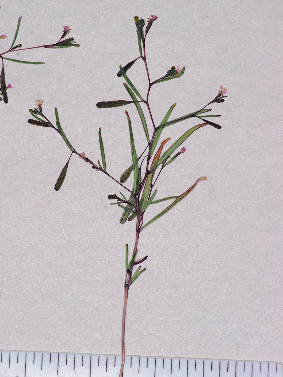 Onagraceae Gaytophytum diffusum parviflorum
