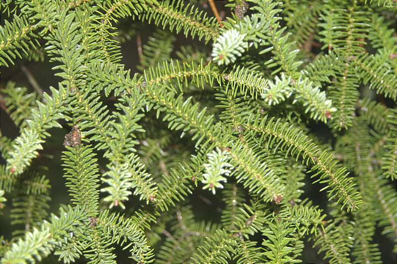 Close-up of needles on Pinsapo.