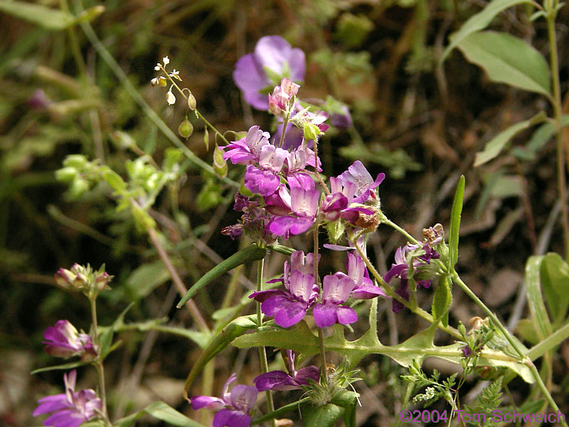 <I>Collinisia</I> at Pinnacles National Monument