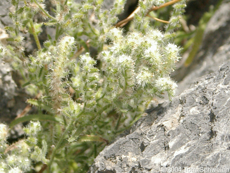 Undetermined species found in limestone outcrop on east side of Mesquite Mountains.