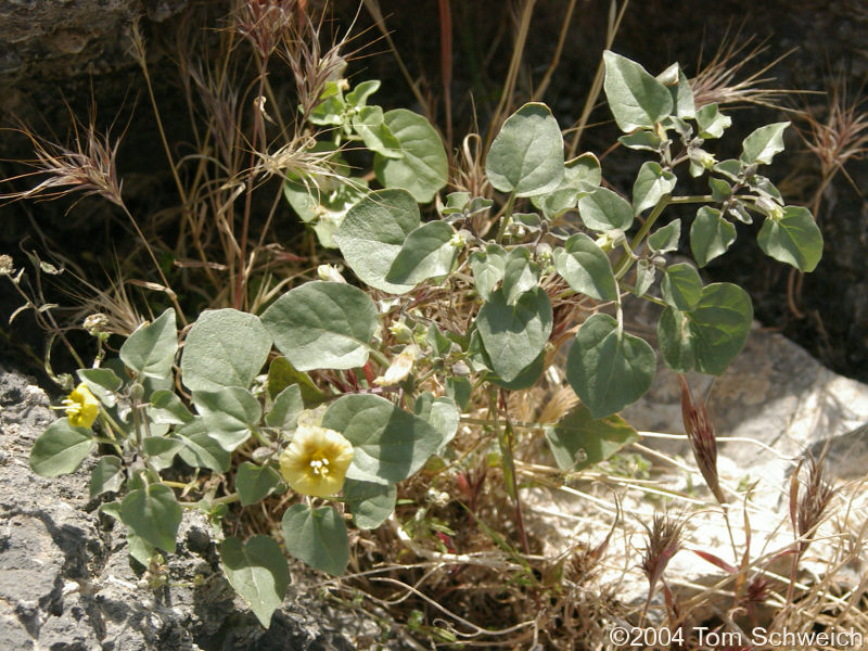 Ivy-Leaved Ground Cherry (<I>Physalis hederifolia</I>) on limestone outcrop, east side of Mesquite Mountains.