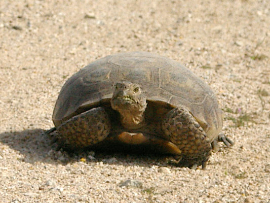 Tortoise along Cima Road