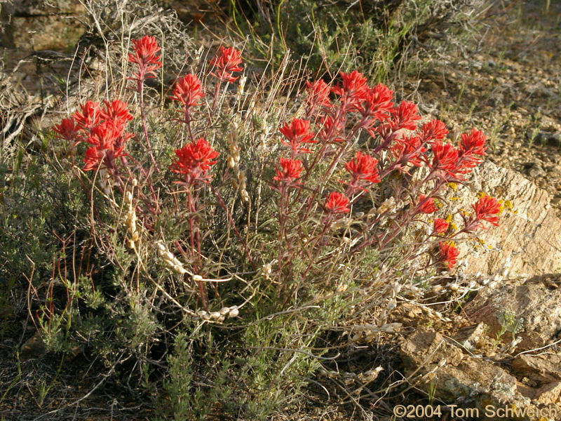 Orobanchaceae Castilleja