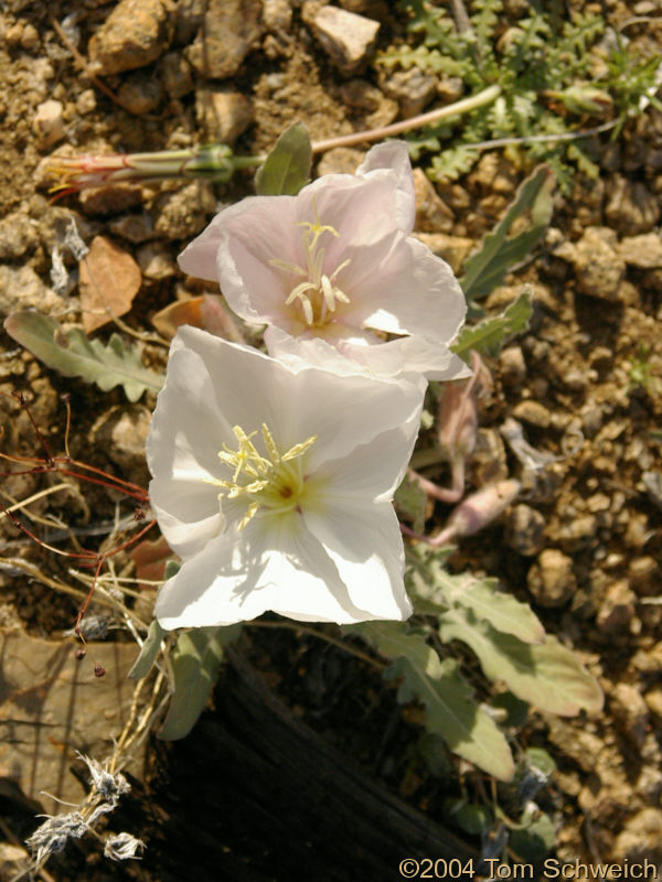 California Evening Primrose in Mid Hills Campground