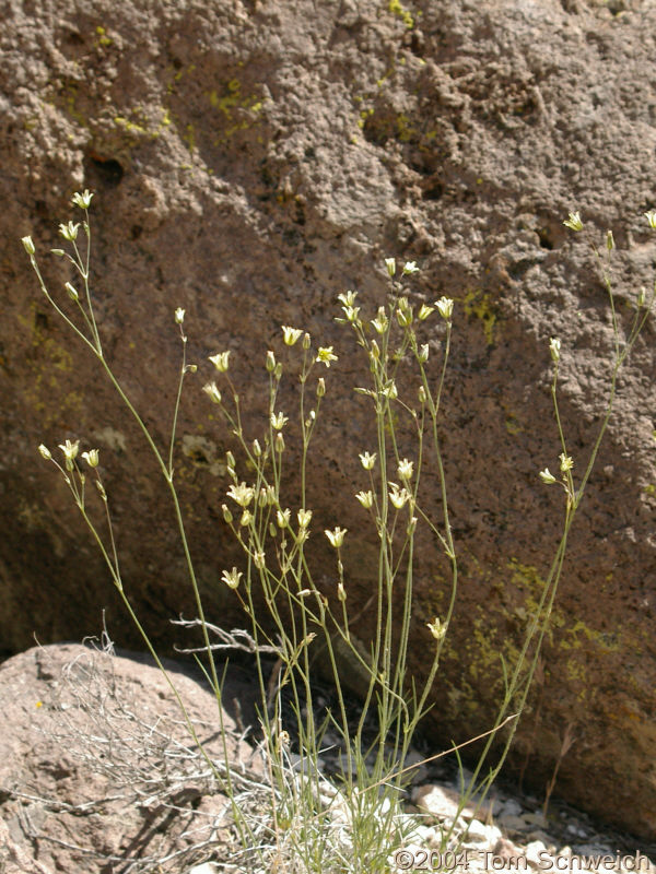 Caryophyllaceae Eremogone macradenia macradenia