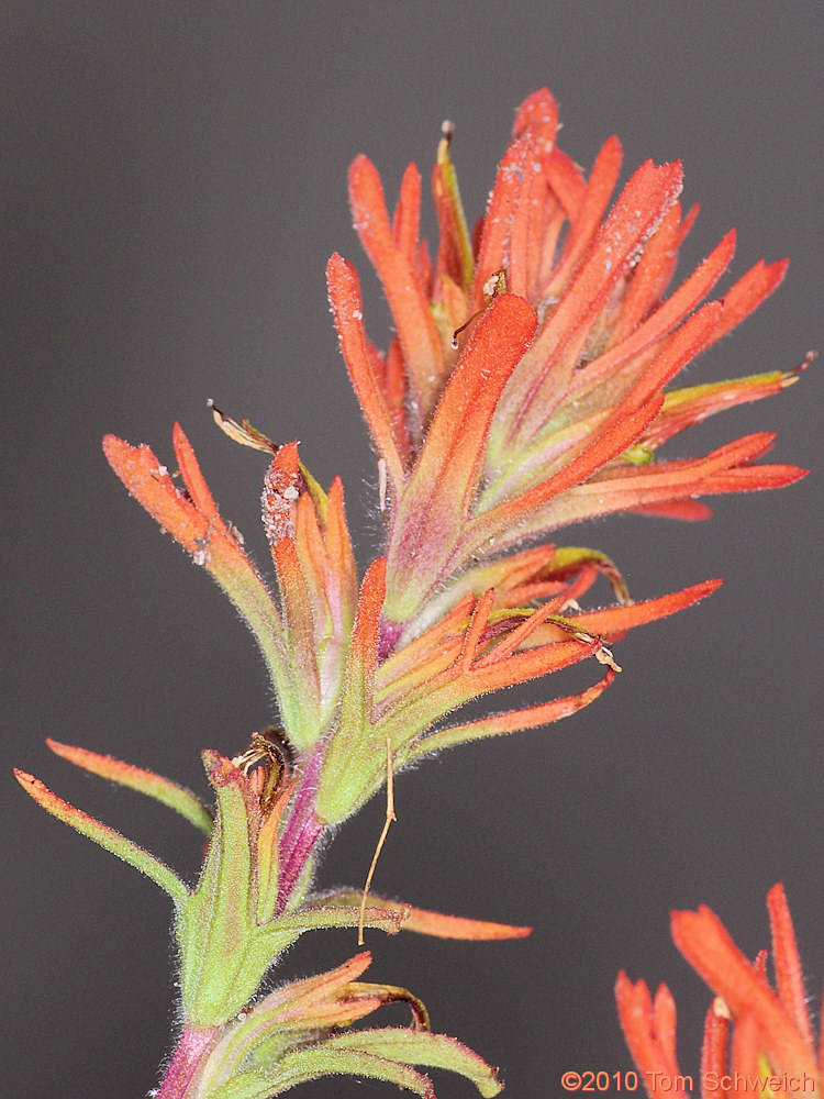 Orobanchaceae Castilleja applegatei pinetorum