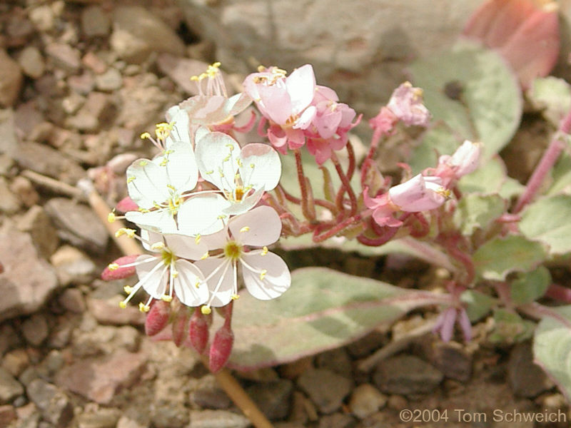 Onagraceae Eremothera boothii intermedia