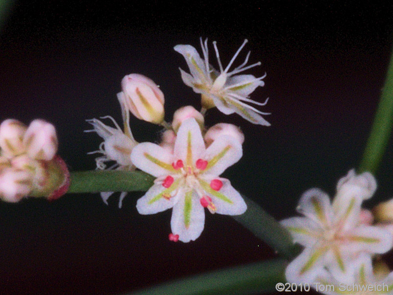 Polygonaceae Eriogonum baileyi baileyi