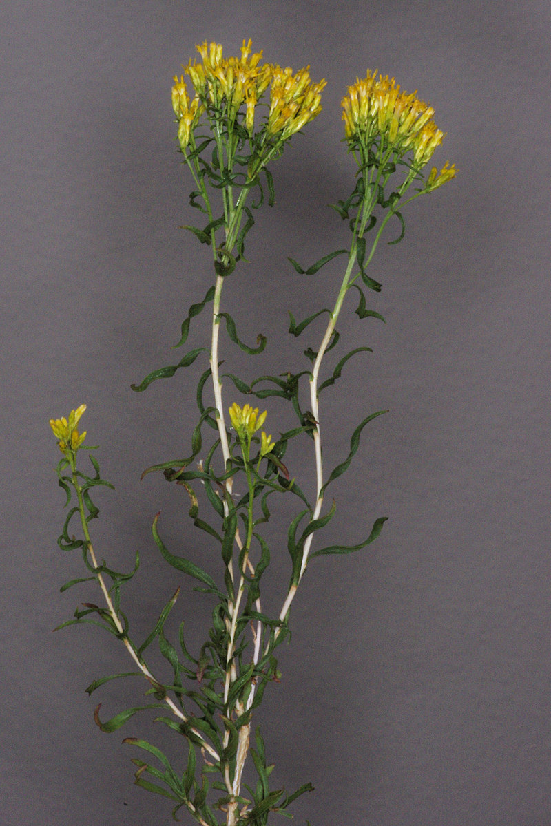 Asteraceae Chrysothamnus viscidiflorus viscidiflorus