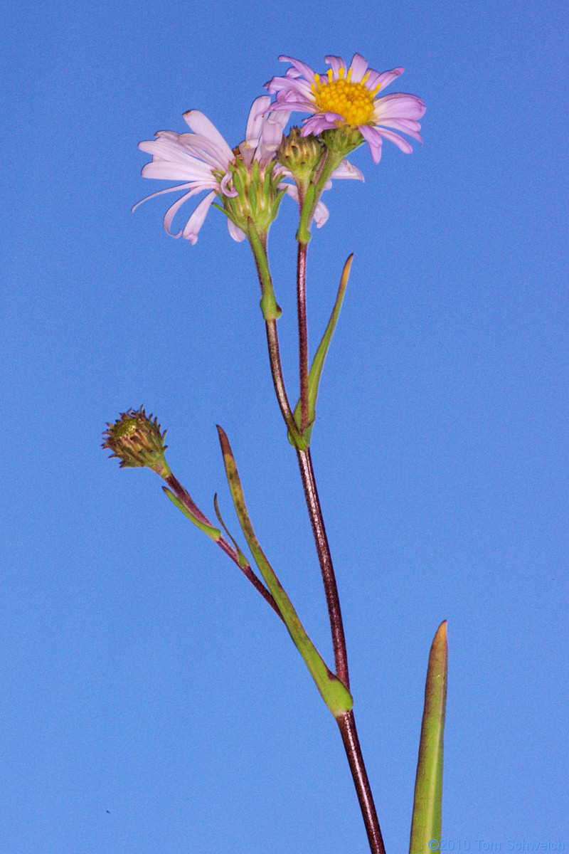 Asteraceae Symphyotrichum spathulatum