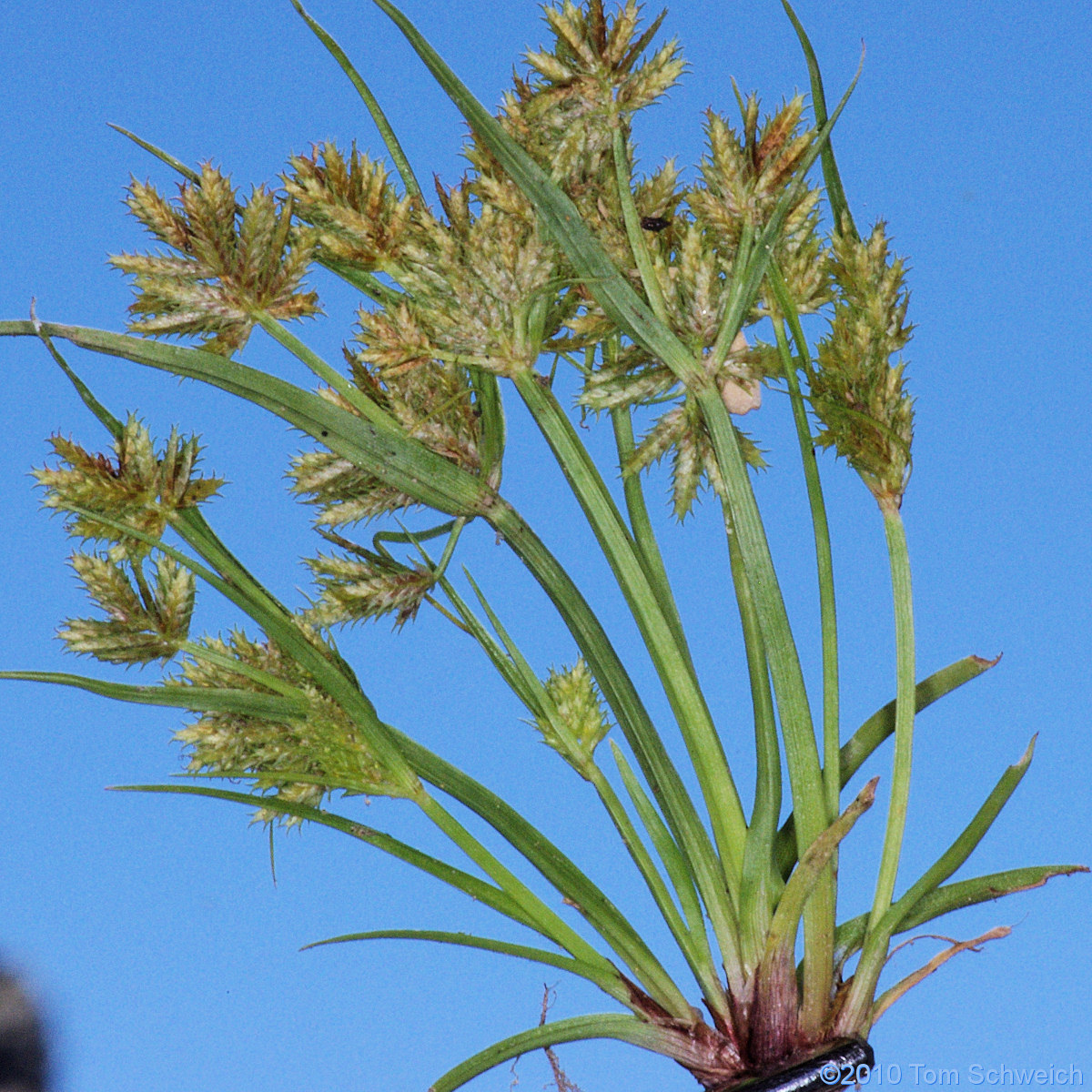 Cyperaceae Cyperus squarrosus