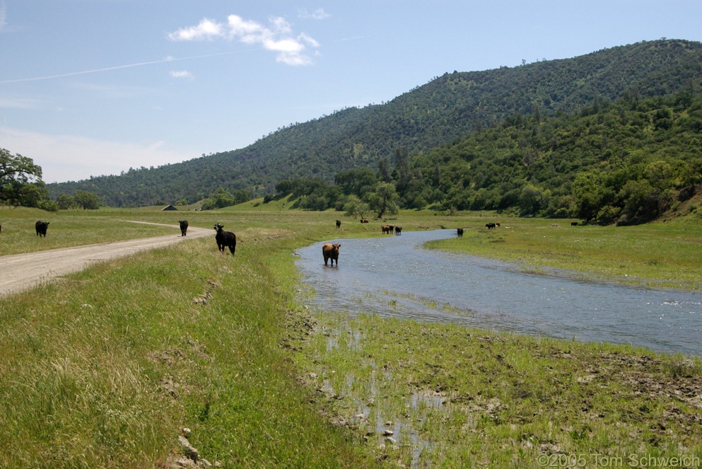 Cows, San Benito River, San Benito County, California