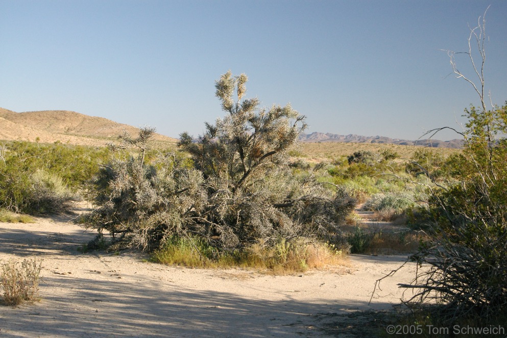 Simaroubaceae Castela emoryi, San Bernardino County, California