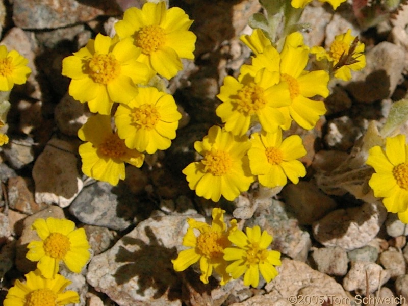 Eriophyllum wallacei, Mesquite Mountains, San Bernardino County, California