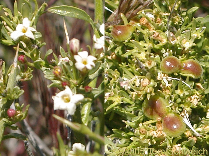 Oleaceae Menodora spinescens, Mesquite Mountains, San Bernardino County, California