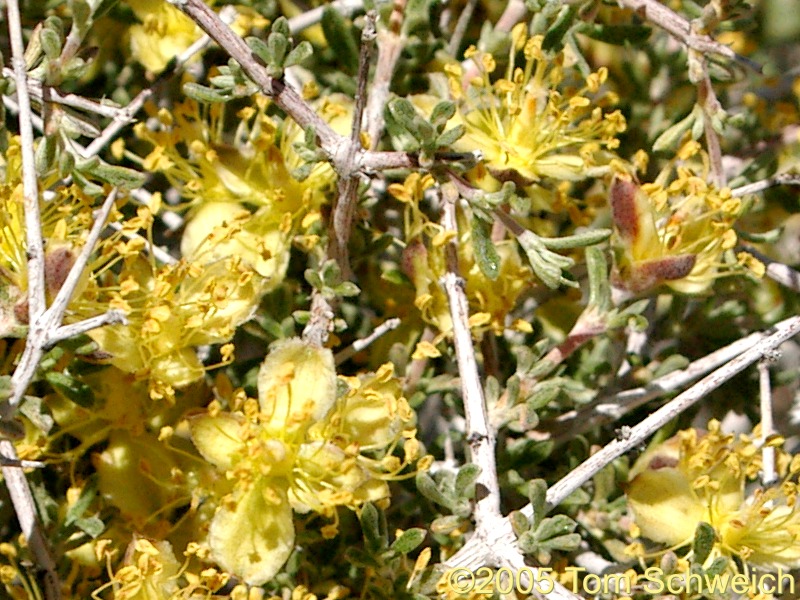 Rosaceae Coleogyne ramosissima, Mesquite Mountains, San Bernardino County, California