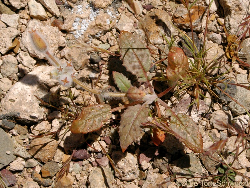 Onagraceae Camissonia, Mesquite Mountains, San Bernardino County, California
