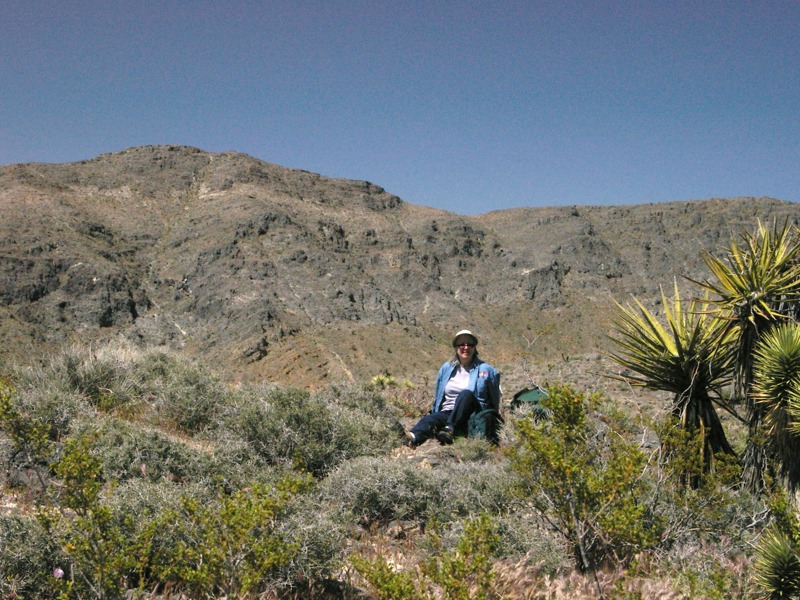 Blackbrush, Mesquite Mountains, San Bernardino County, California