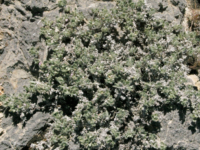 Collection 450, Tiquilia canescens var. canescens, Mesquite Mountains, San Bernardino County, California