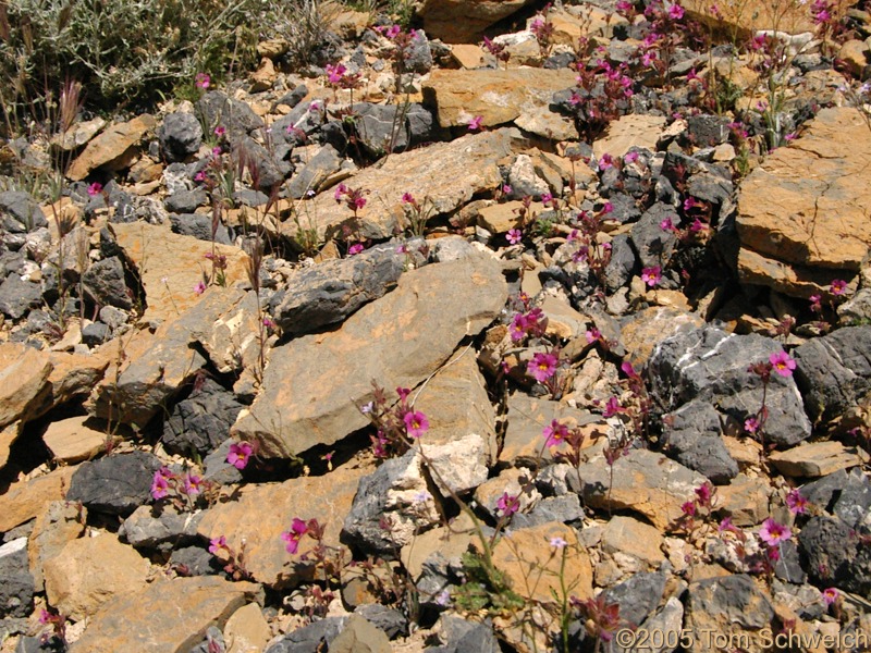 Scrophulariaceae Mimulus bigelovii, Mesquite Mountains, San Bernardino County, California