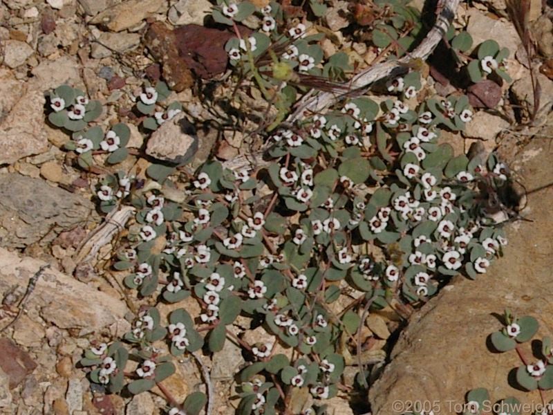 Euphorbiaceae Chamaesyce albomarginata, Mesquite Mountains, San Bernardino County, California