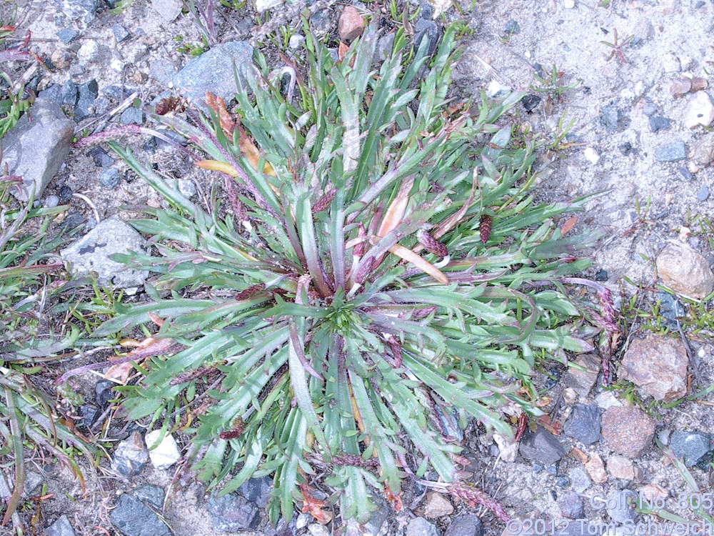 Plantaginaceae Plantago coronopus