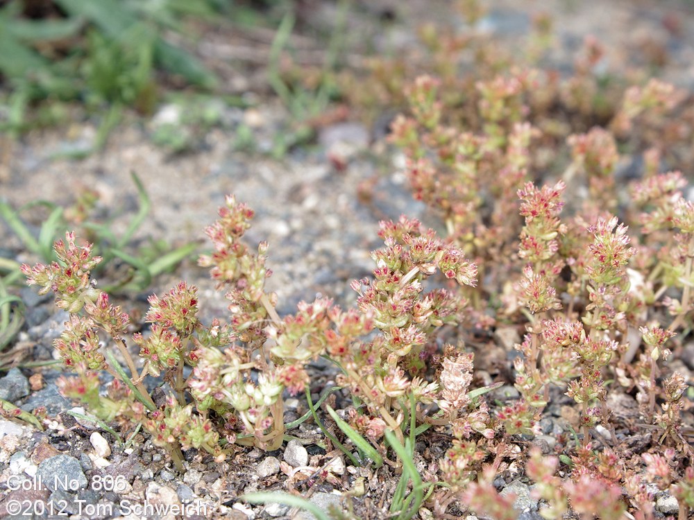 Crassulaceae Crassula connata