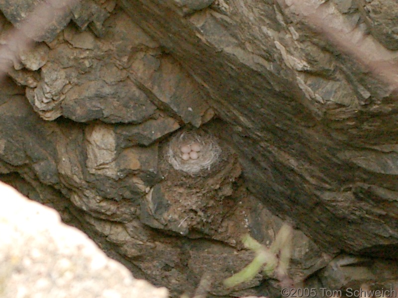 Bird Eggs, shaft of Goldhammer Mine, San Bernardino County, California
