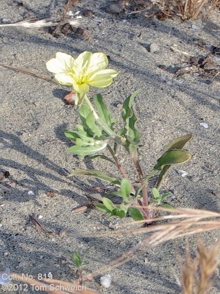 Onagraceae Oenothera laciniata