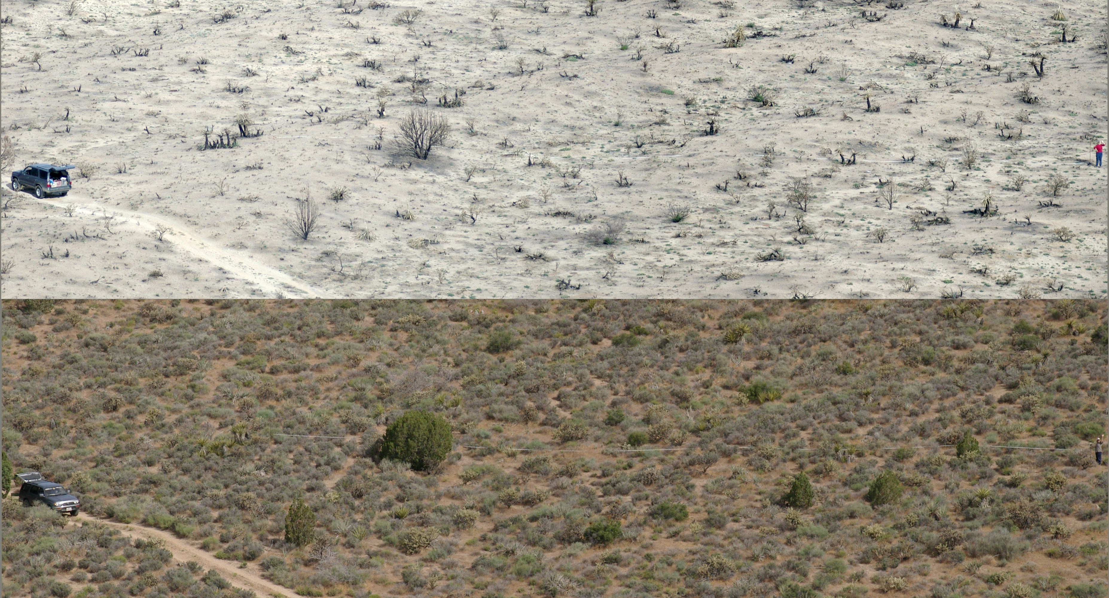 Salvia dorrii, Mojave National Preserve, San Bernardino County, California