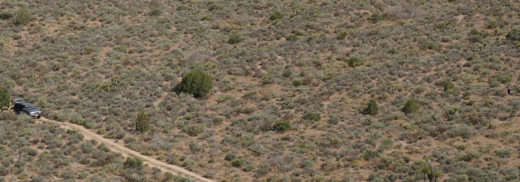 Salvia dorrii, Lobo Point, Mojave National Preserve, San Bernardino