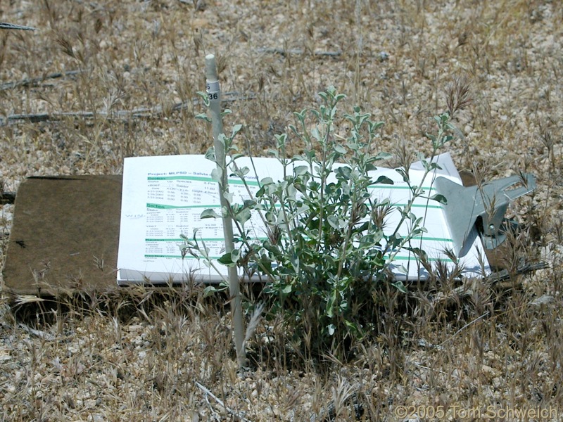 Lamiaceae, Salvia dorrii, Mojave National Preserve