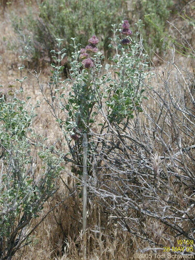 Salvia dorrii, Mojave National Preserve