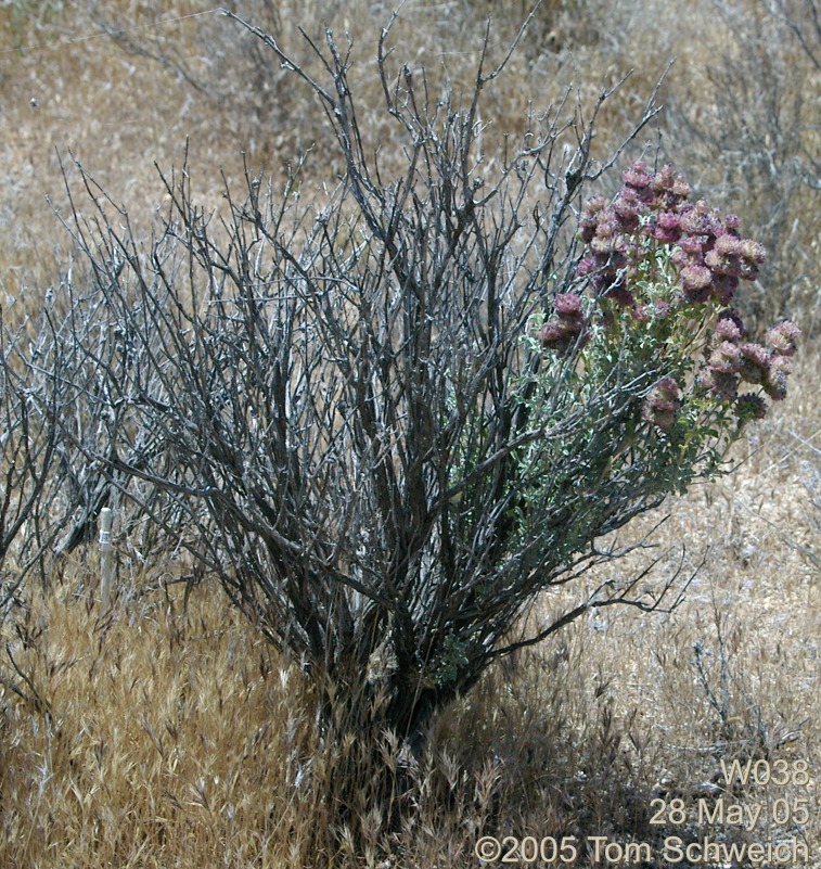 Salvia dorrii, Mojave National Preserve