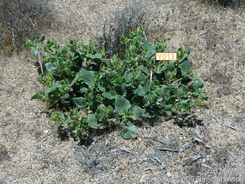 Salvia dorrii, Mojave National Preserve