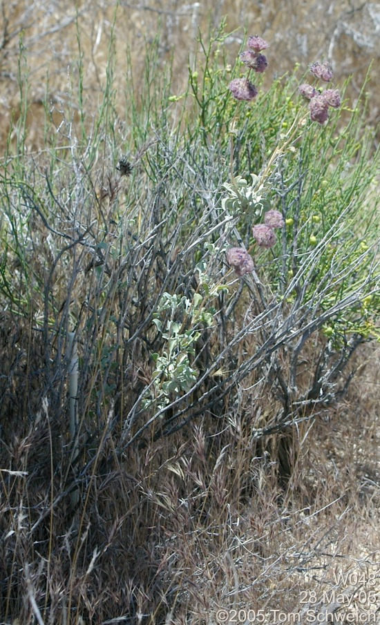 Photo: Salvia dorrii White 48 on May 28, 2005.