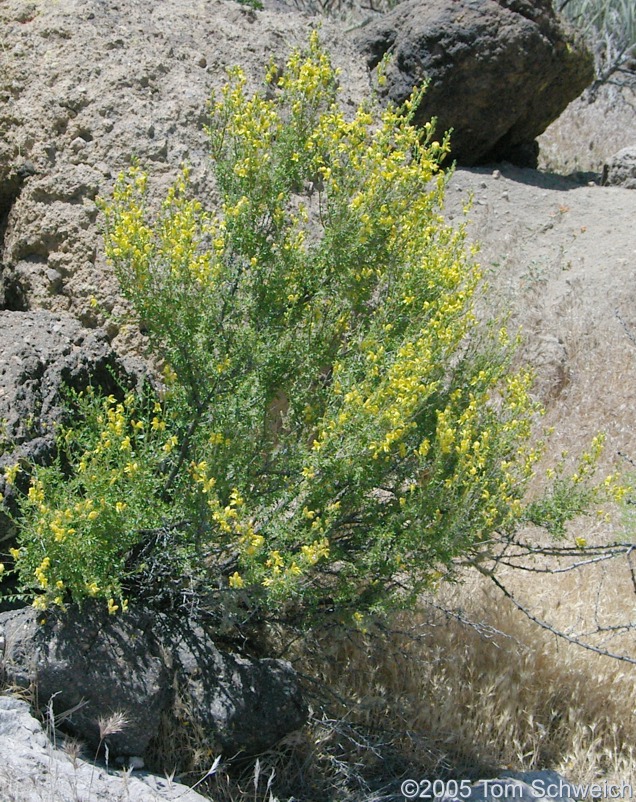 Plantaginaceae Keckiella antirrhinoides microphylla, Mojave National Preserve, San Bernardino County, California