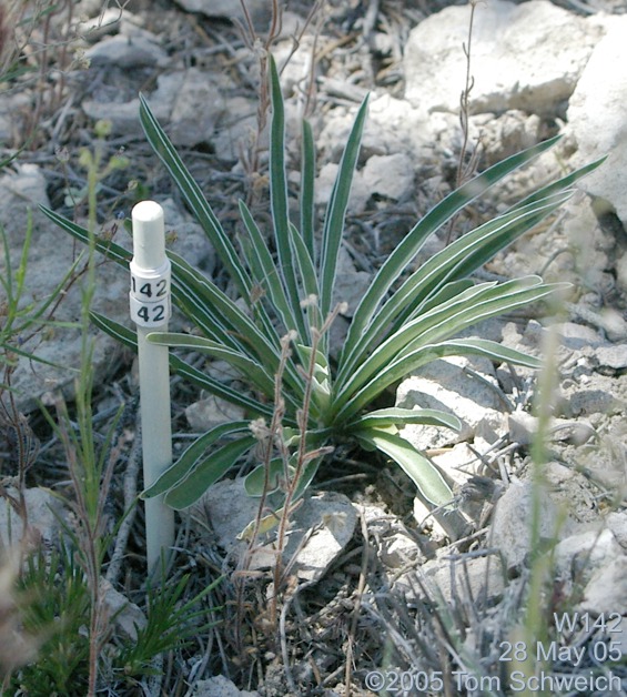 Frasera albomarginata, Mojave National Preserve, San Bernardino County, California