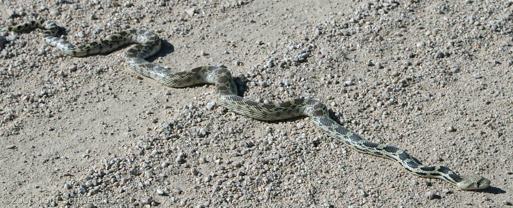 Reptilia Pituophis catenifer, Gopher Snake, Mojave National Preserve, San Bernardino County, California