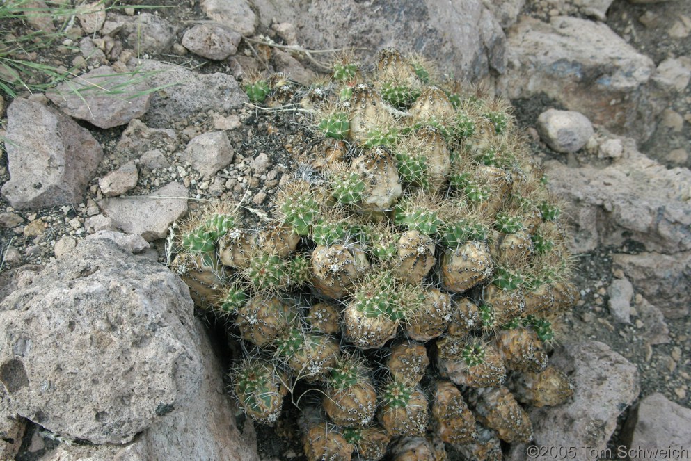 Echinocereus triglochidiatus, Cactaceae, Mojave National Preserve, San Bernardino County, California
