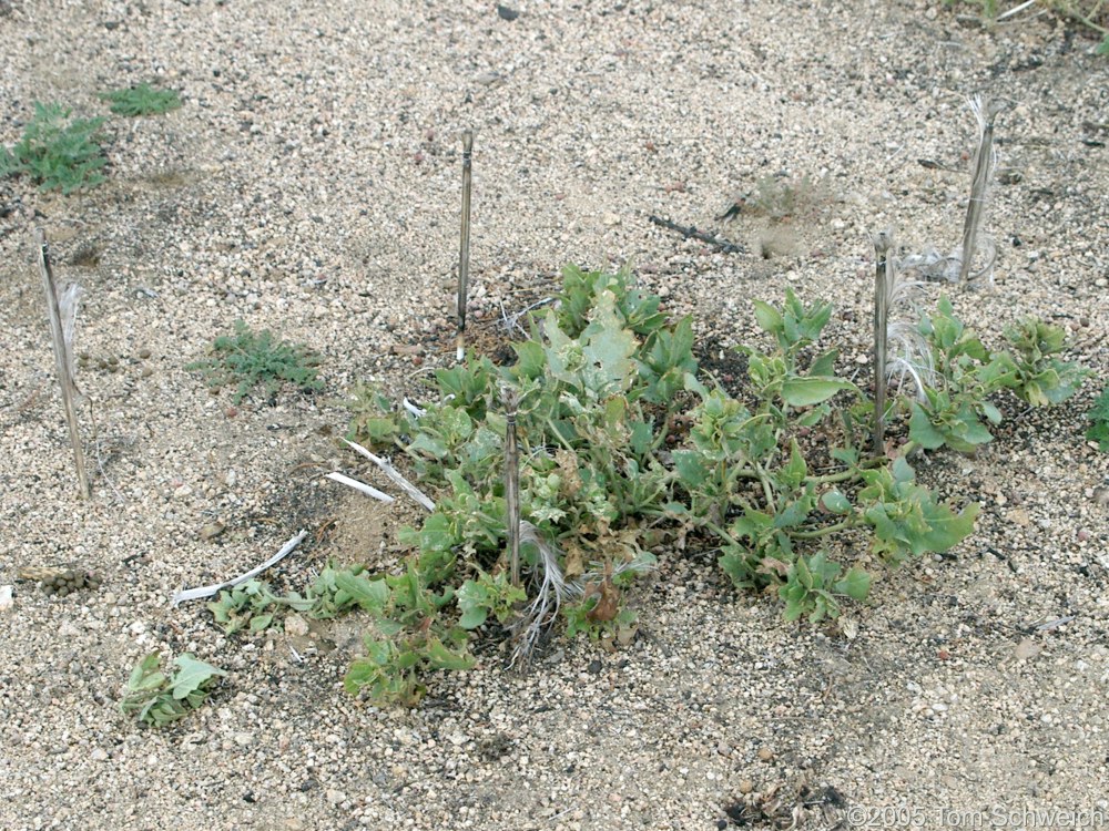 Nyctaginaceae Mirabilis bigelovii, Mojave National Preserve, San Bernardino County, California