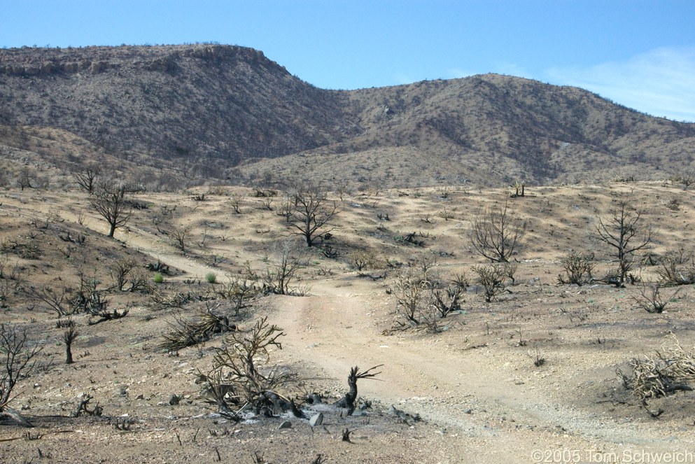 Wild Horse Canyon, Hackberry Complex Fire, Mojave National Preserve, San Bernardino County, California